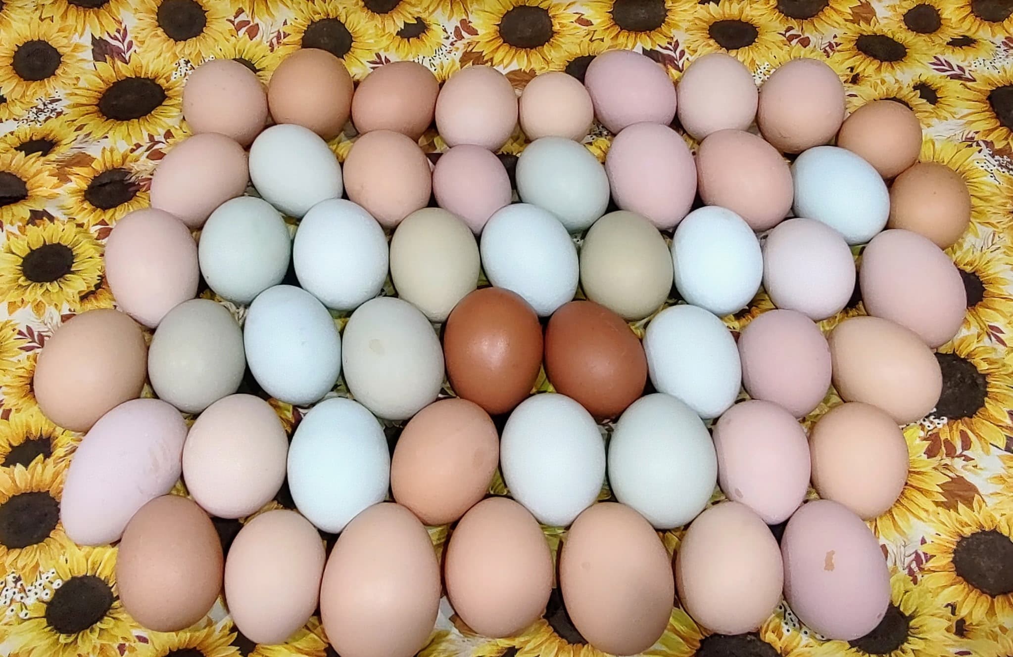 Dozens of pasture raised eggs in pale blue, sage green, pink, cream and brown, arranged on a sunflower cloth